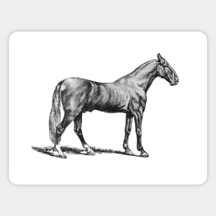 Horse Black and White Illustration Magnet